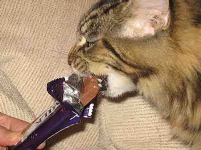 cat eating chocolate